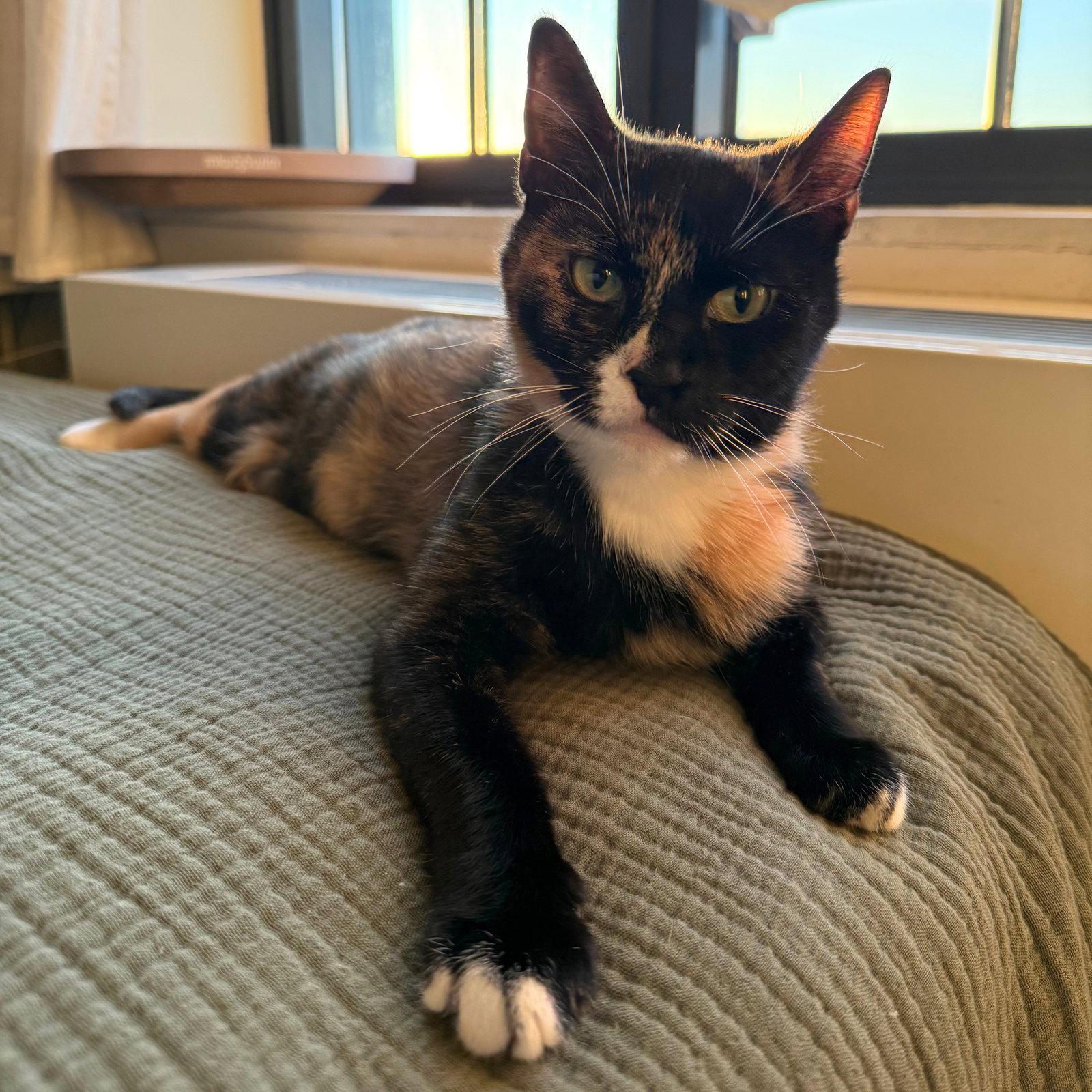 Enlarge Mary Louise Parker, a Adopted Domestic Short Hair in Brooklyn, NY image 1/3
