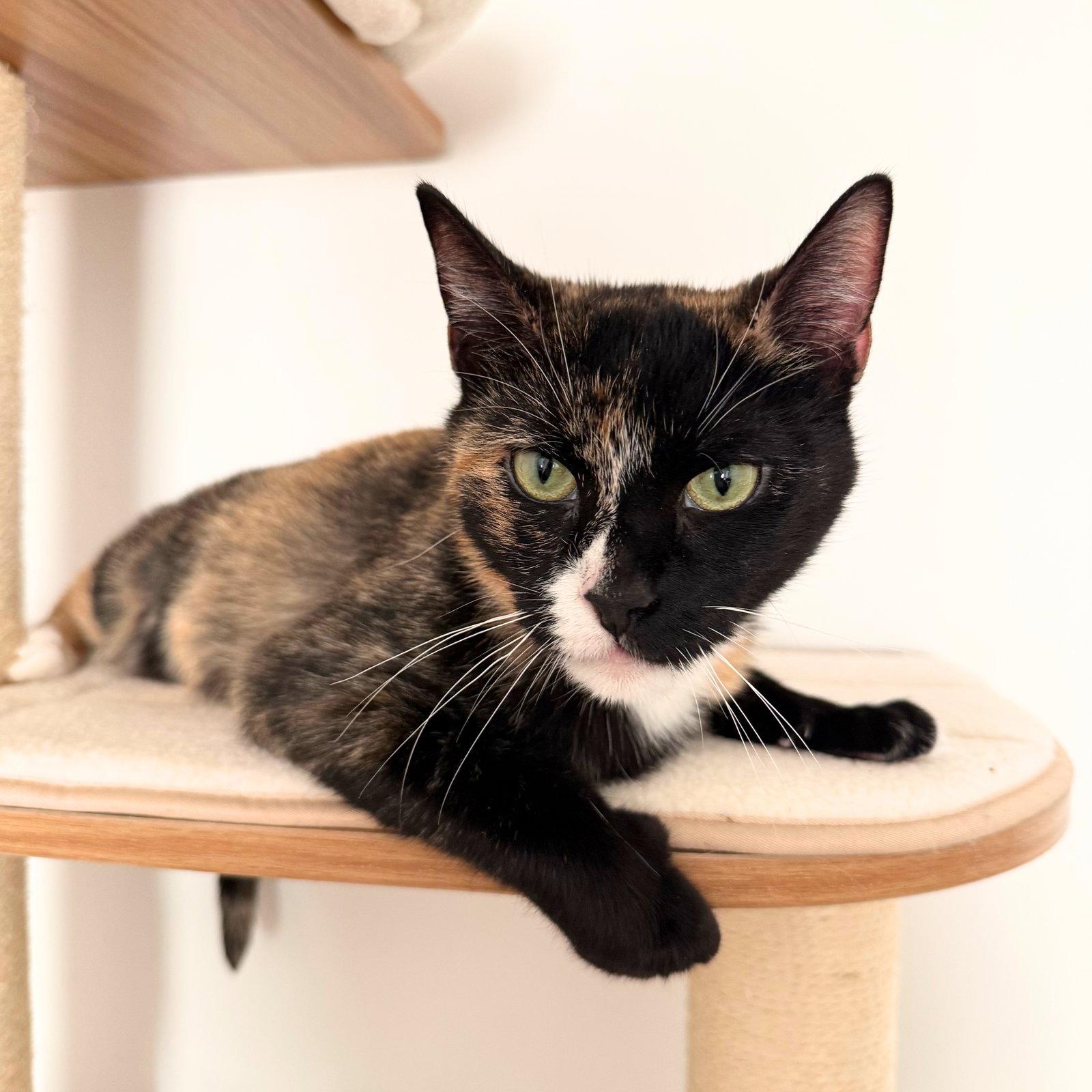 Enlarge Mary Louise Parker, a Adopted Domestic Short Hair in Brooklyn, NY image 2/3