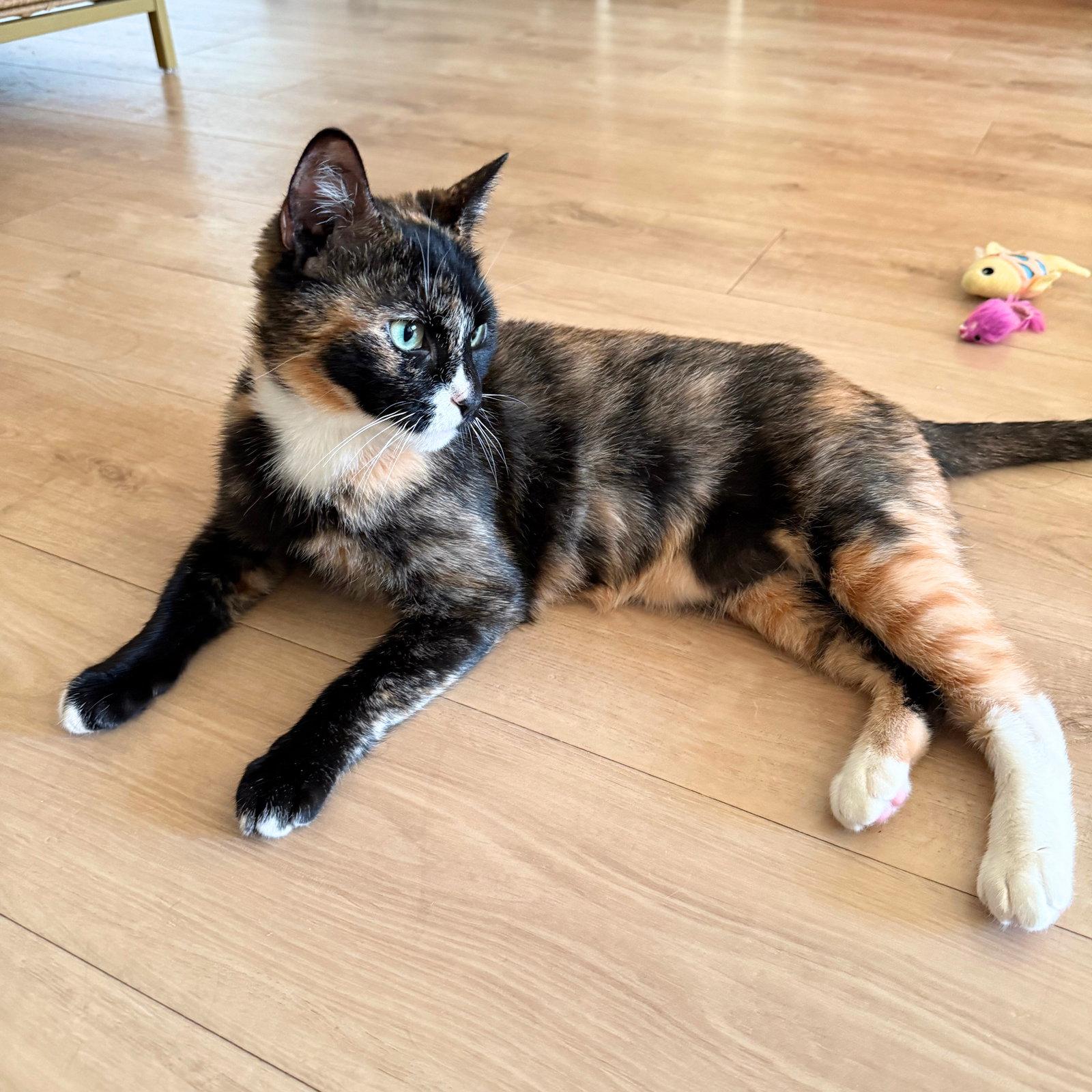 Enlarge Mary Louise Parker, a Adopted Domestic Short Hair in Brooklyn, NY image 3/3