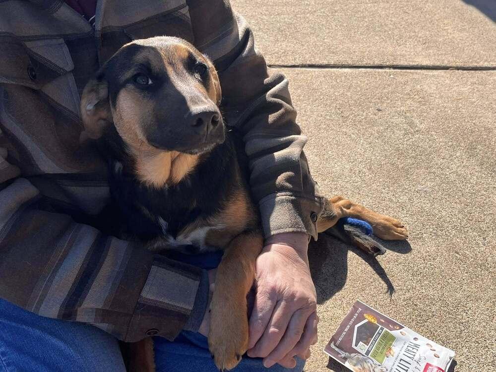 Aubie, Adoptable, Young Female Mixed Breed.