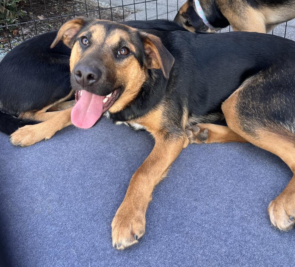 Enlarge Aubie, a Adoptable mixed breed in Acworth, GA image 2/6