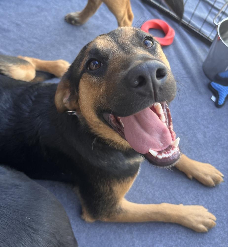 Enlarge Aubie, a Adoptable mixed breed in Acworth, GA image 4/6