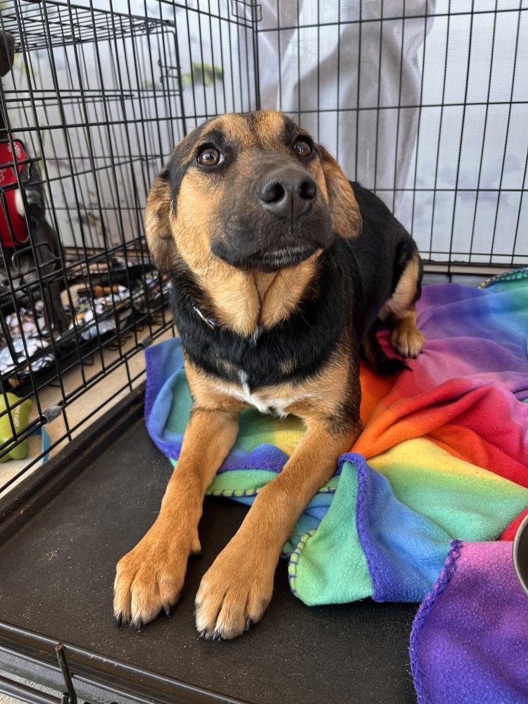 Enlarge Aubie, a Adoptable mixed breed in Acworth, GA image 5/6