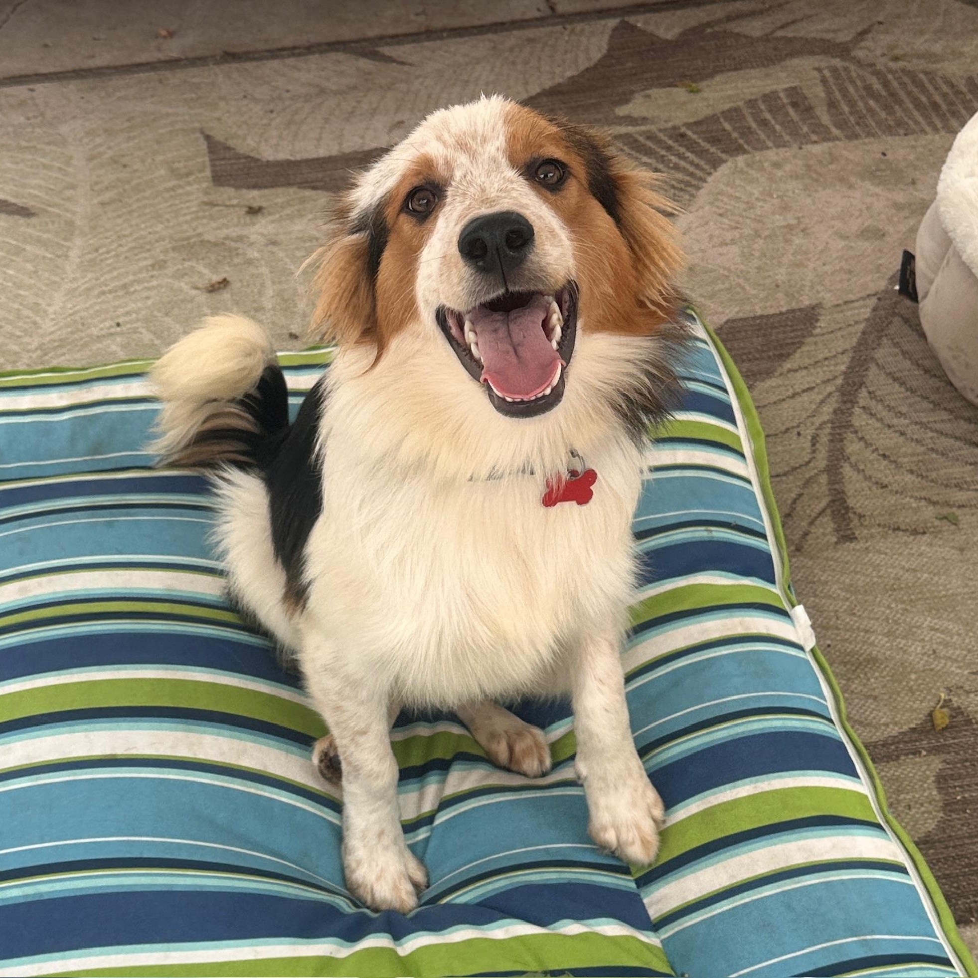 Banjo, an adopted mixed breed in Newport Beach, CA image 2/3