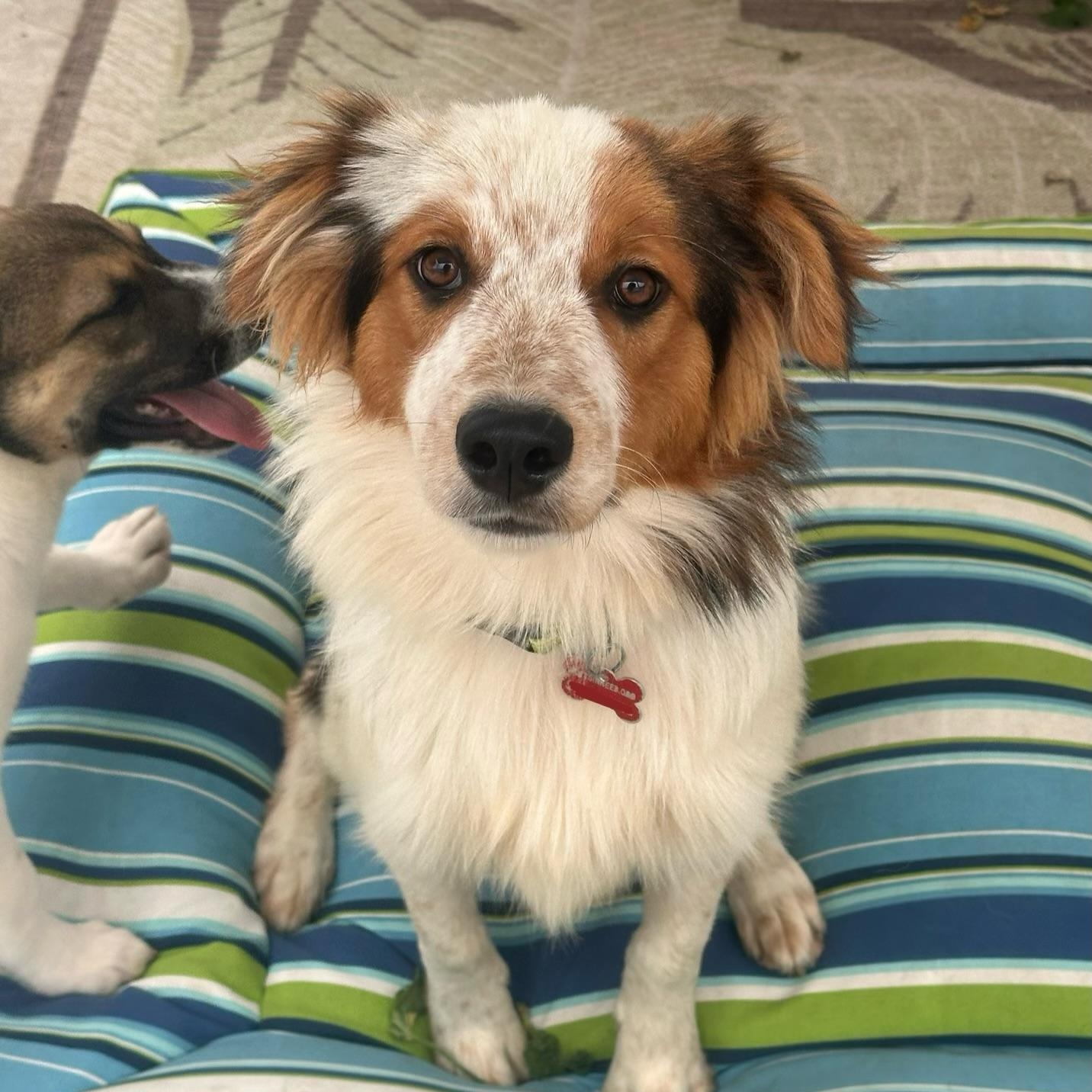 Banjo, an adopted mixed breed in Newport Beach, CA image 1/3
