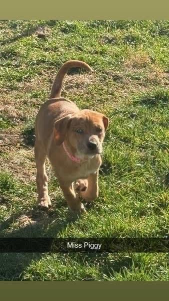 Muppets : Miss Piggy thumbnail 2