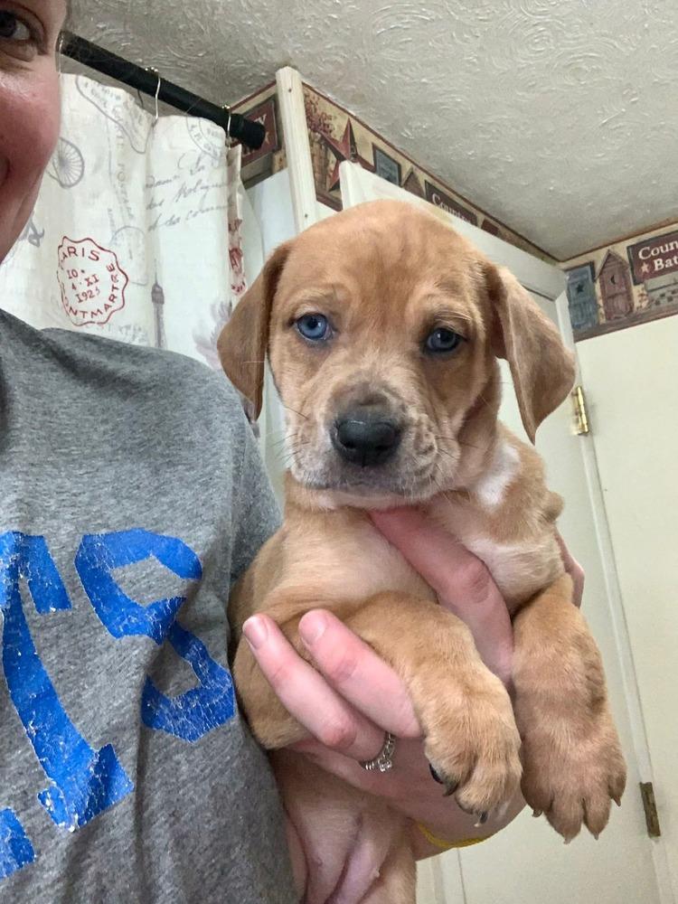 Muppets : Miss Piggy thumbnail 3