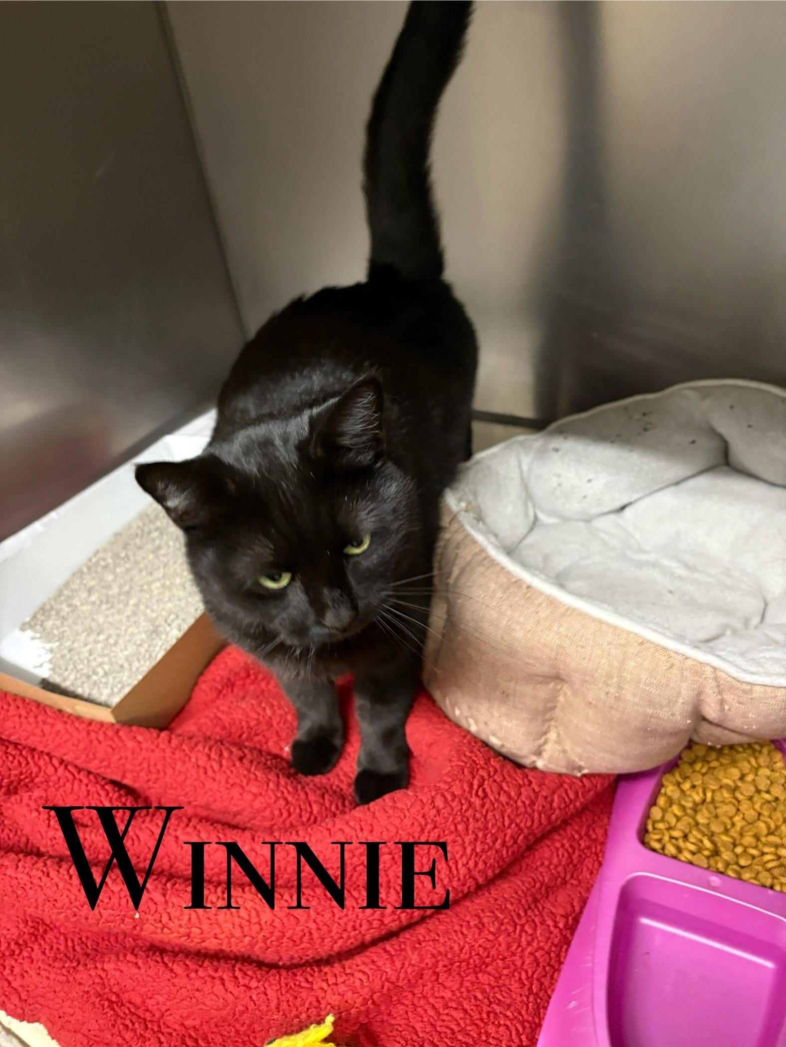 Enlarge Winnie, a Adoptable Domestic Short Hair in Craig, CO image 1/1
