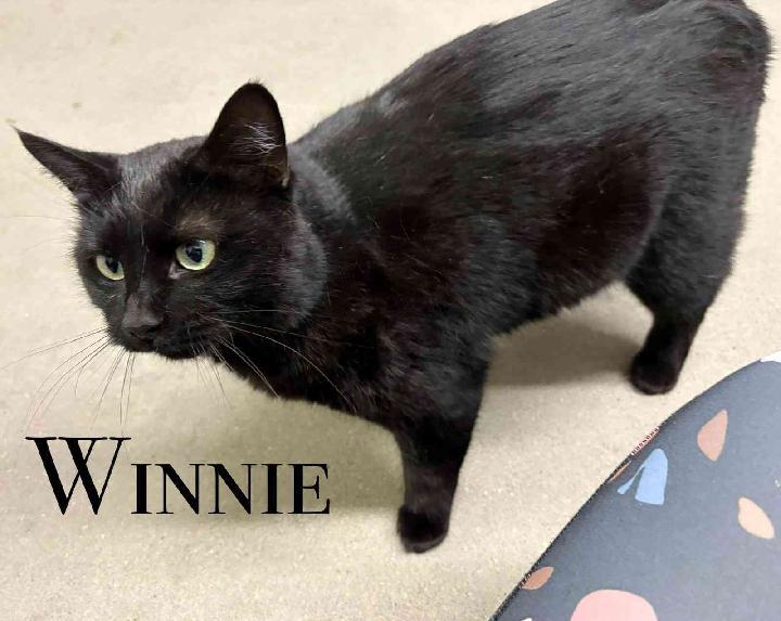 Winnie, Adoptable, Adult Female Domestic Short Hair.