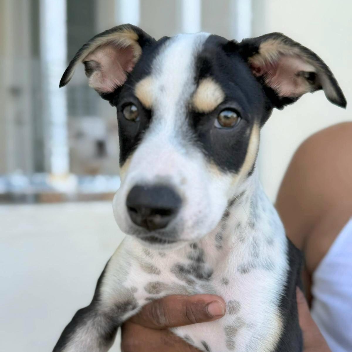 Panda Bear "love You!" thumbnail 2