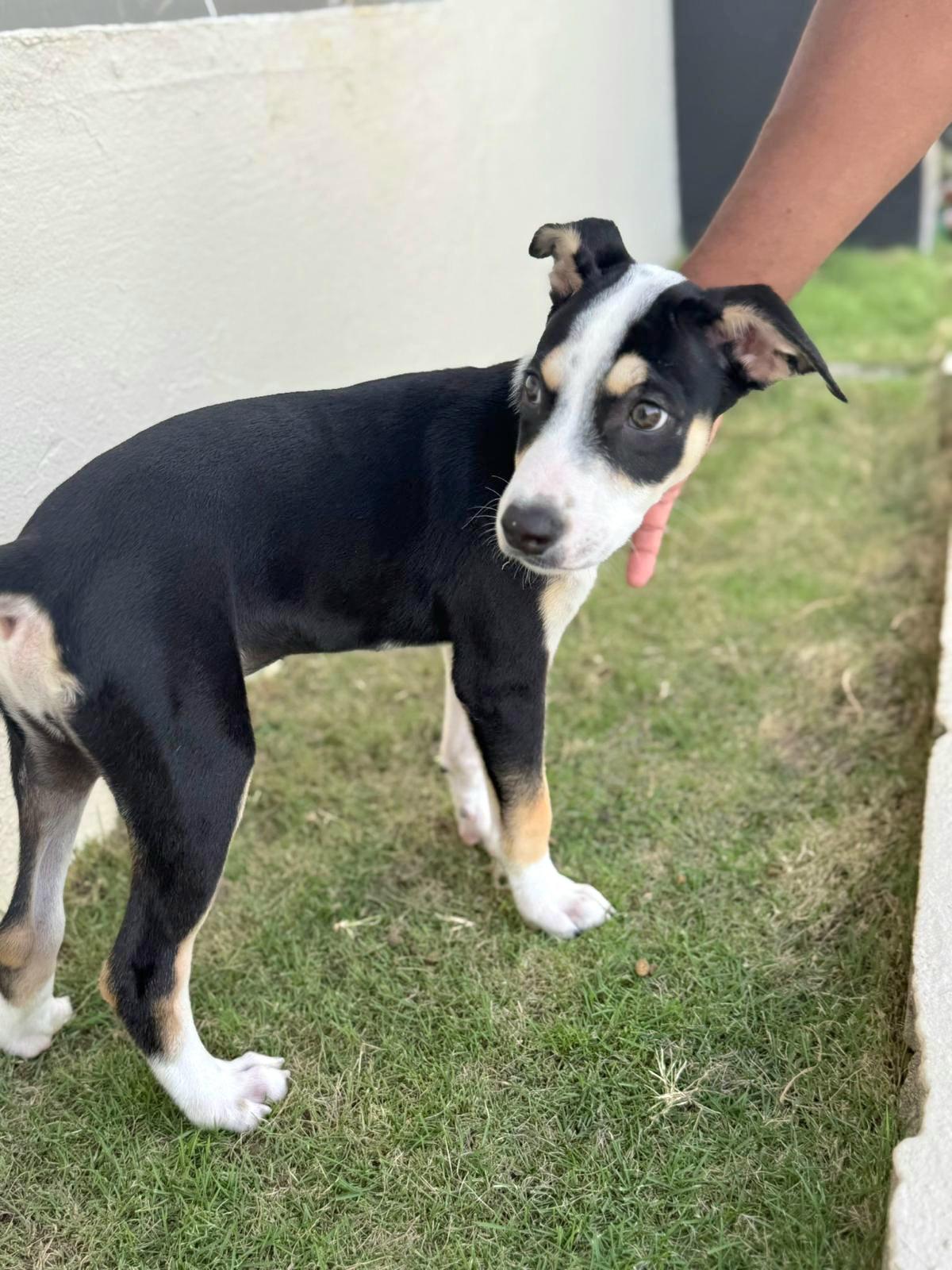 Panda Bear "love You!" thumbnail 3