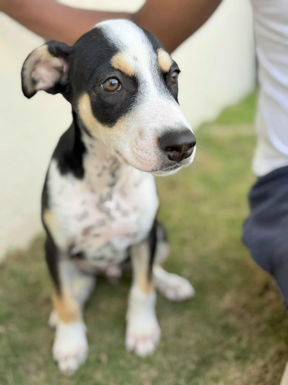 Panda Bear "love You!" thumbnail 4