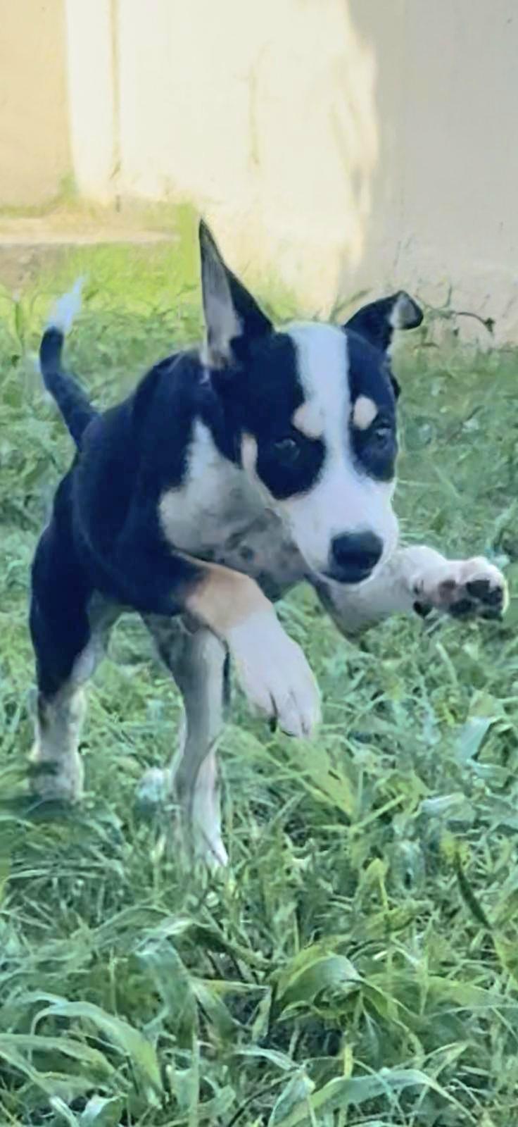 Panda Bear "love You!" thumbnail 5