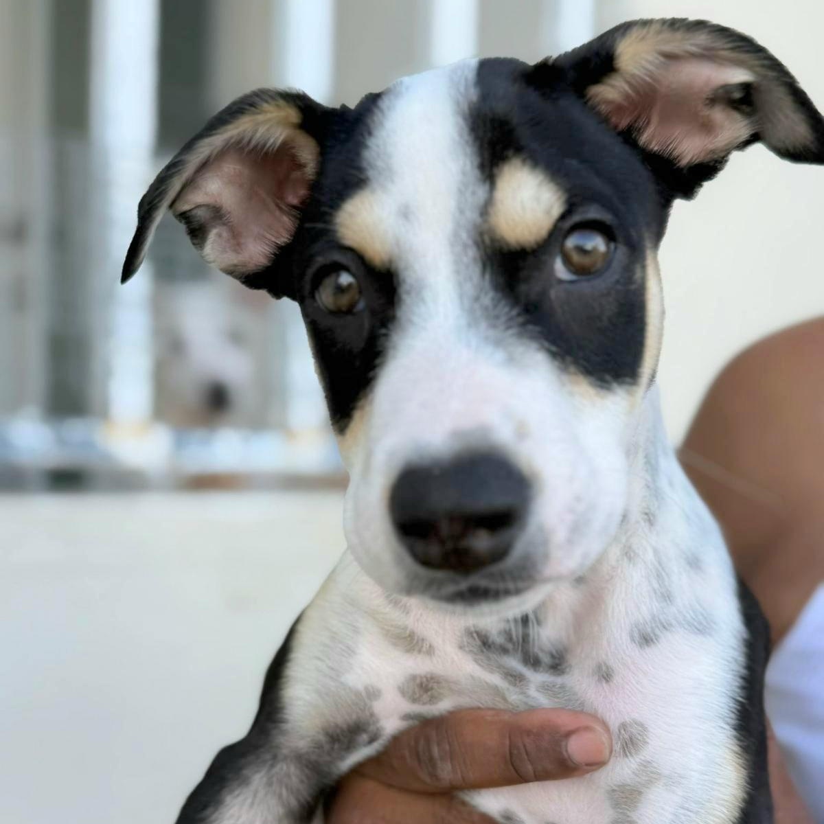 Panda Bear "love You!"