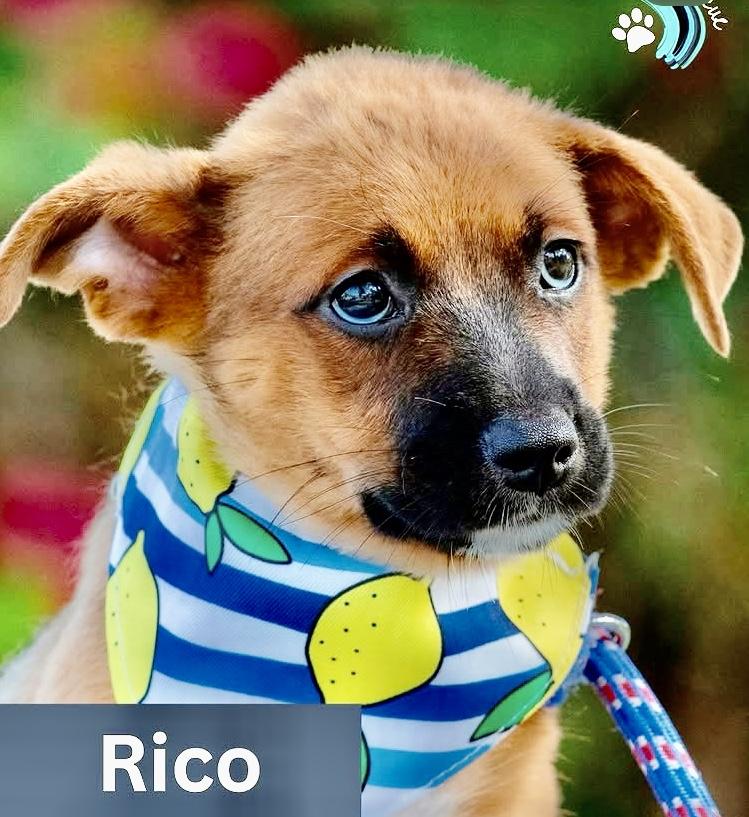 Enlarge Rico, a ADOPTABLE mixed breed in Orlando, FL image 4/4