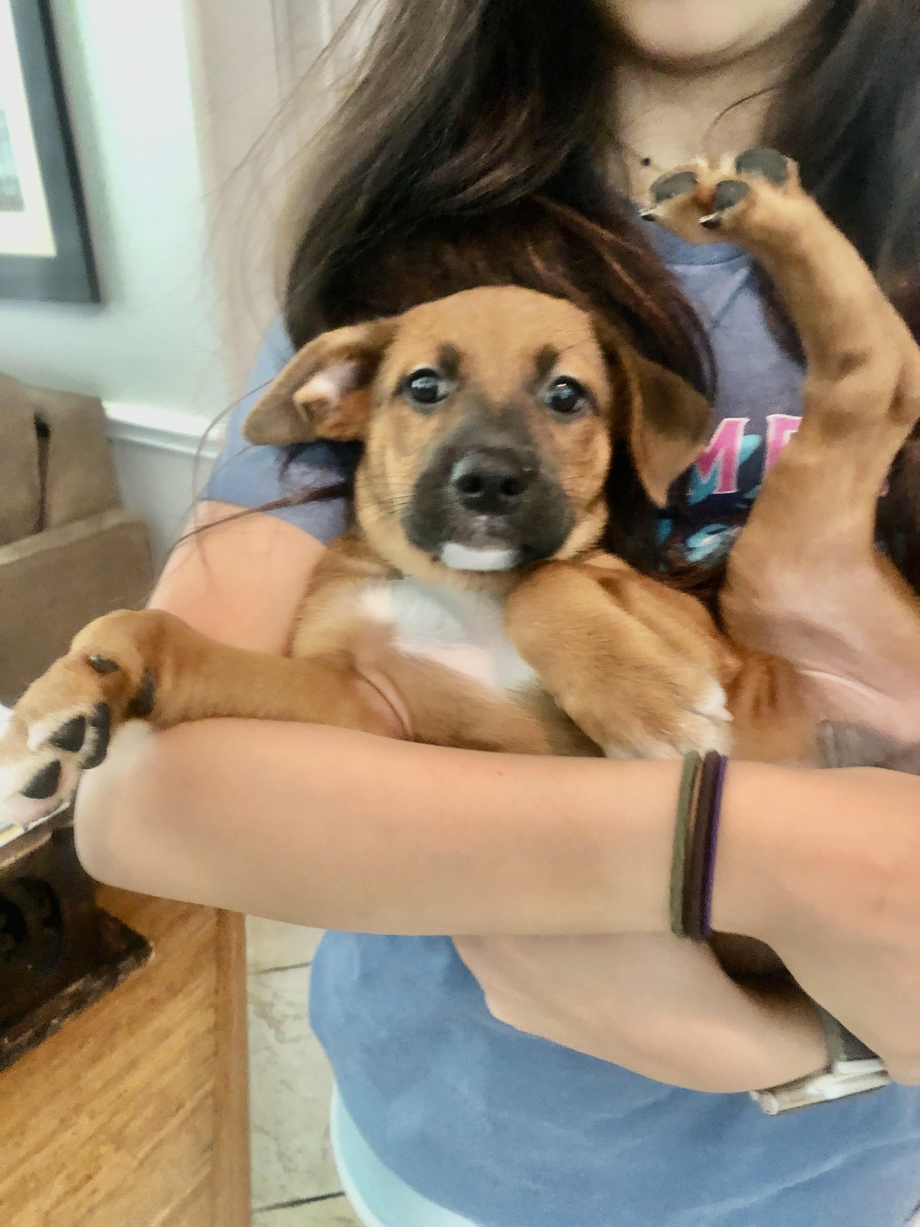 Enlarge Rico, a ADOPTABLE mixed breed in Orlando, FL image 3/4