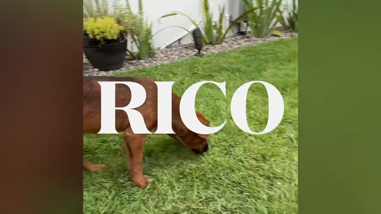 Enlarge Rico, a ADOPTABLE mixed breed in Orlando, FL video 1/4