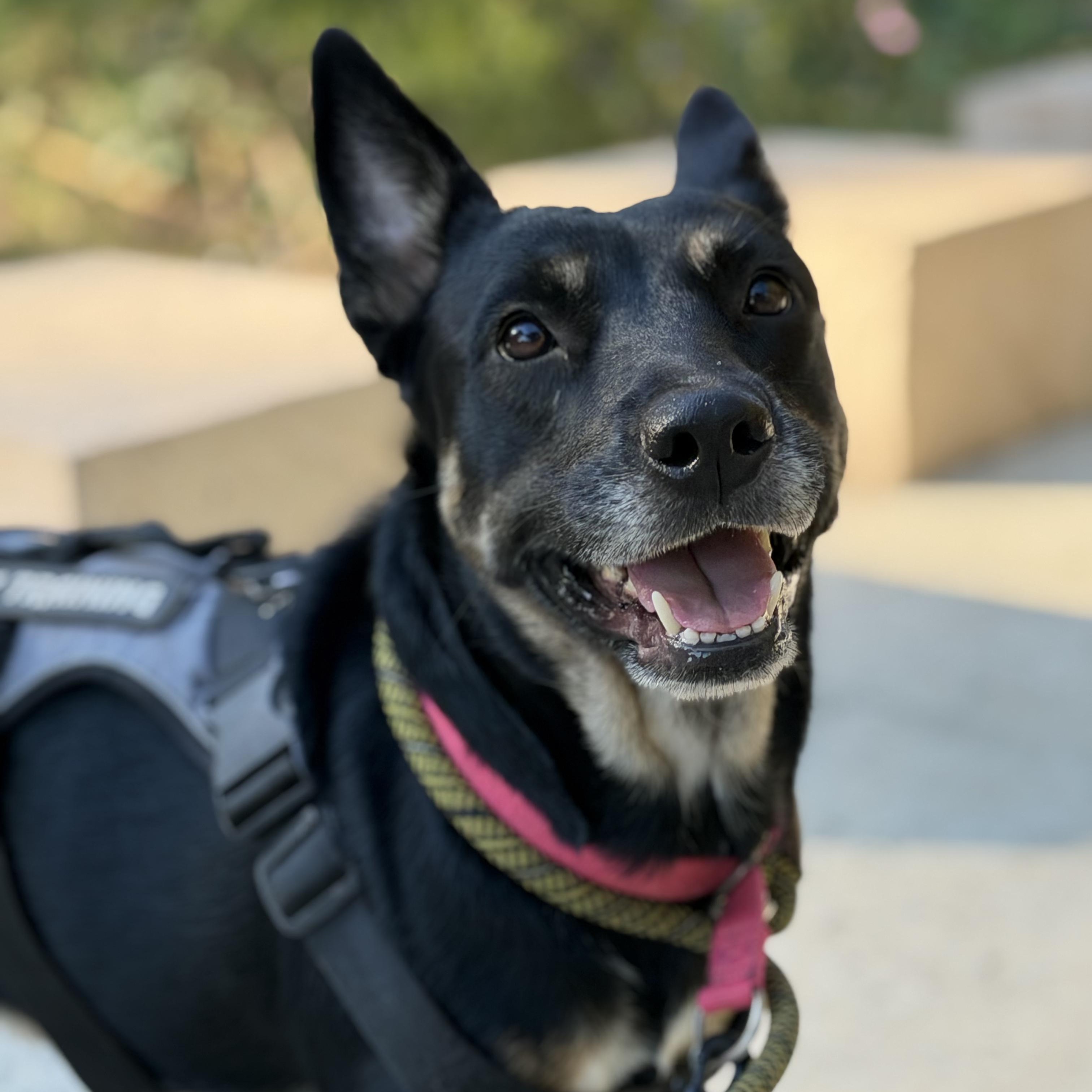 Enlarge Melody, an adopted mixed breed in Syracuse, NY image 6/6