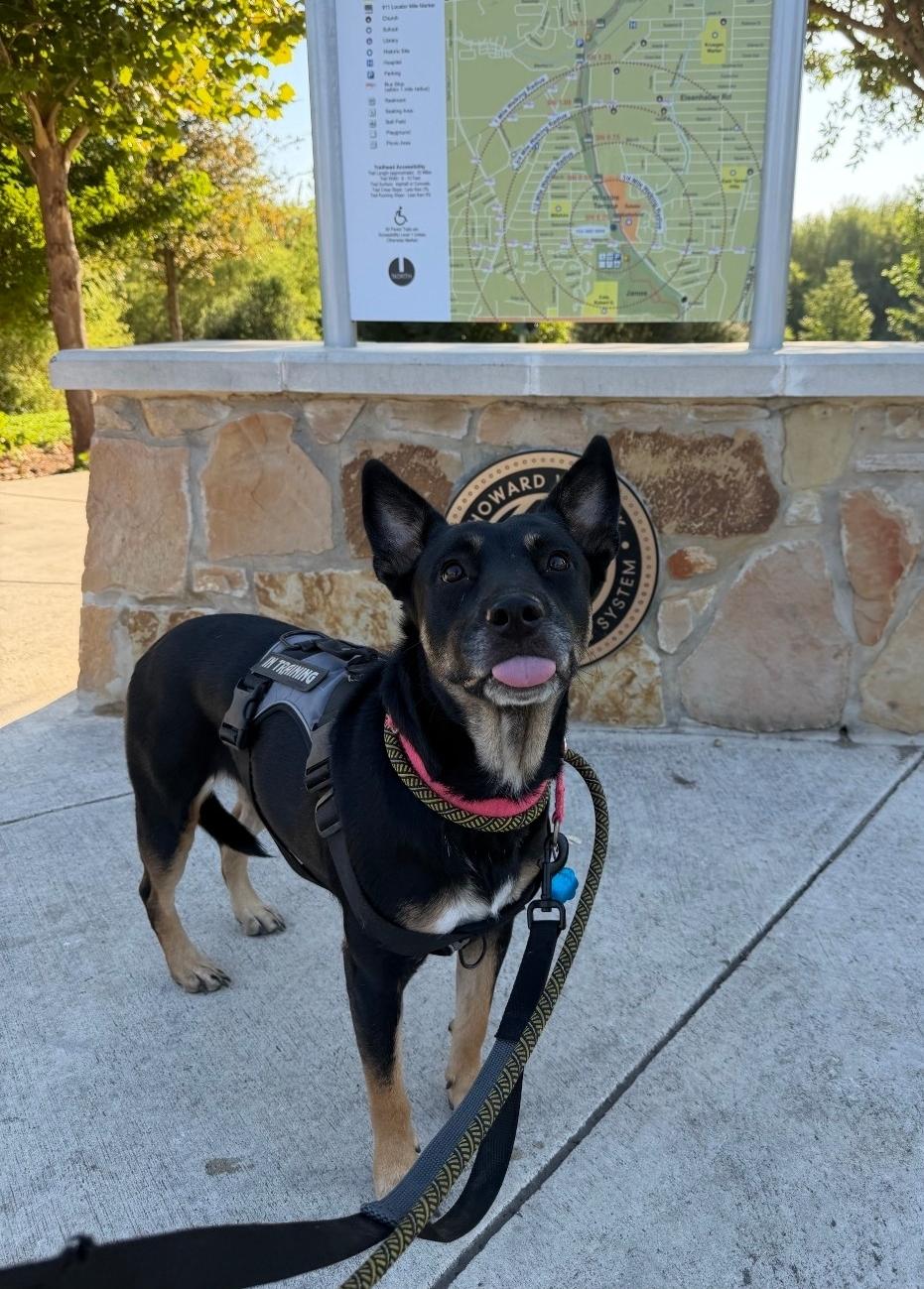 Enlarge Melody, an adopted mixed breed in Syracuse, NY image 4/6