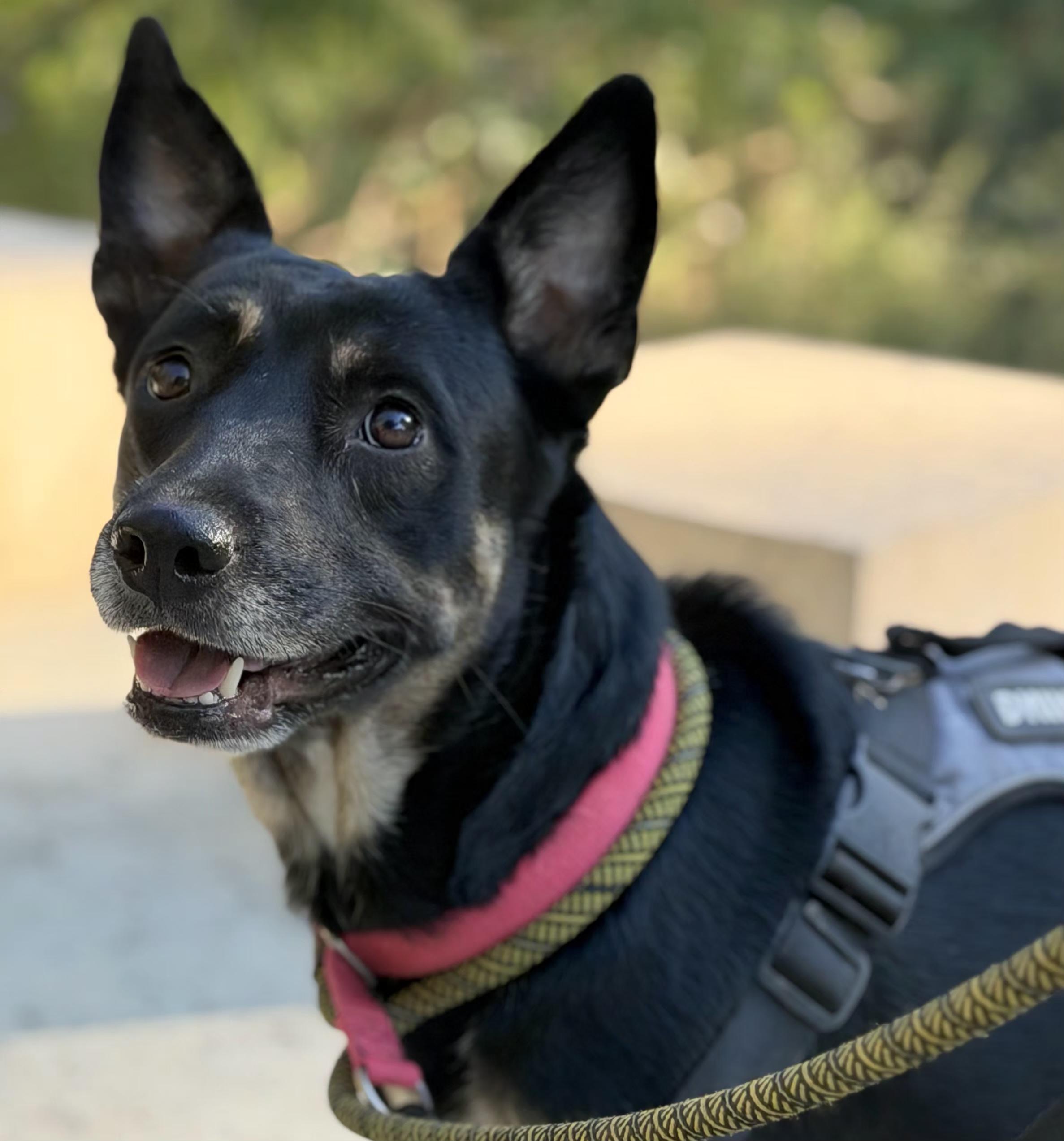 Melody, adopted, Young Female Belgian Shepherd / Malinois & Australian Kelpie.