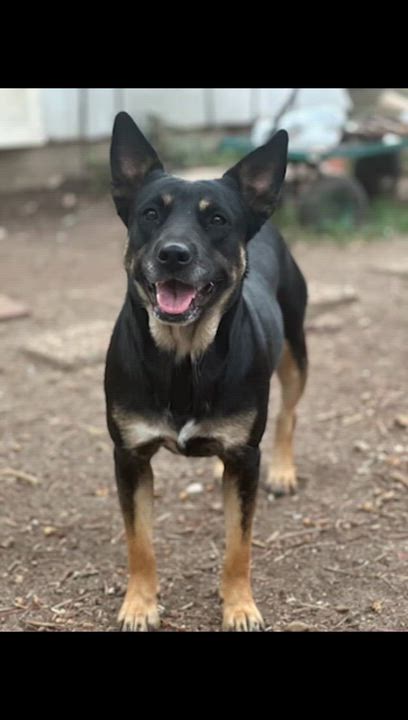 Enlarge Melody, an adopted mixed breed in Syracuse, NY video 3/6