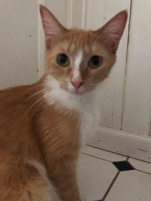 Fluffers McGee - COURTESY POSTING