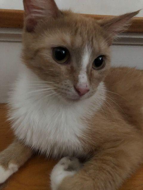 Fluffers McGee - COURTESY POSTING