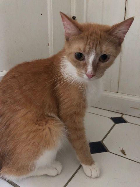 Enlarge Fluffers McGee - COURTESY POSTING, a Adoptable mixed breed in Roseville, MN image 3/4