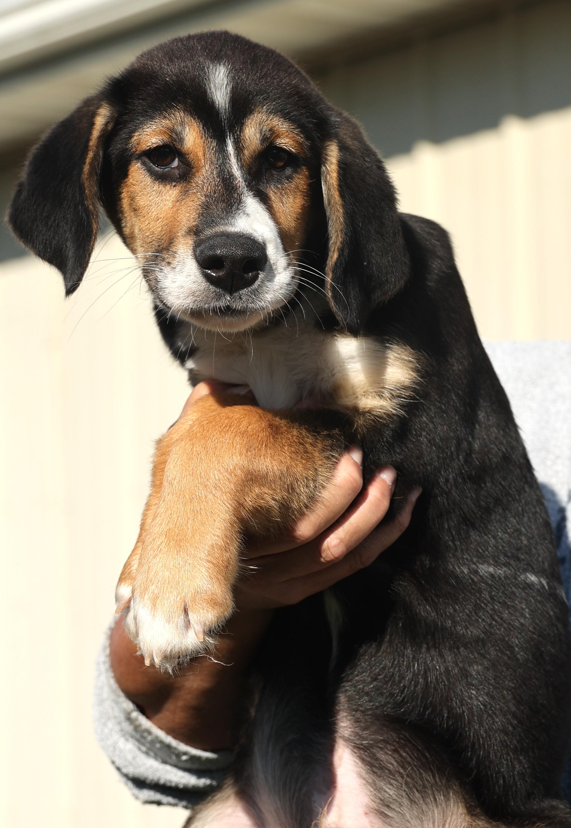 Ollie-Available! www.lhar.dog to apply!