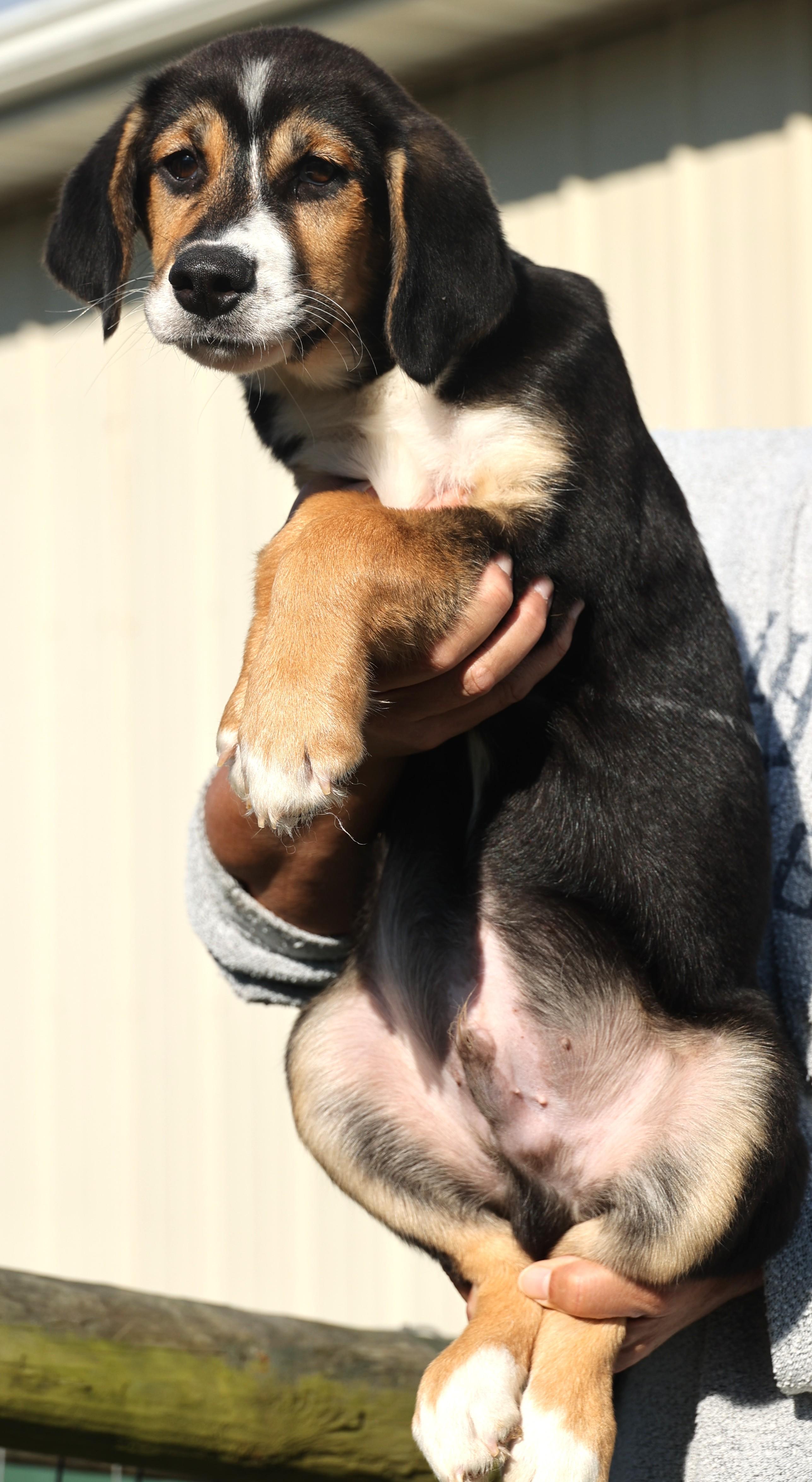 Ollie-Available! www.lhar.dog to apply!