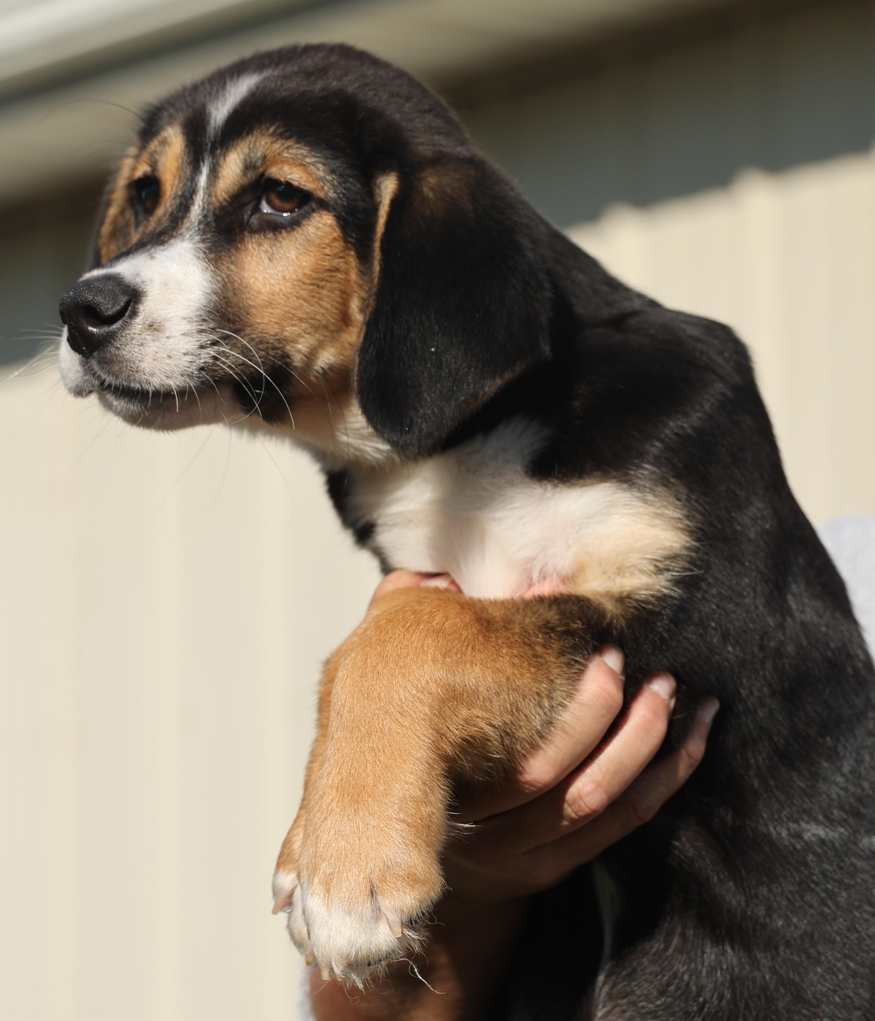 Ollie-Available! www.lhar.dog to apply!