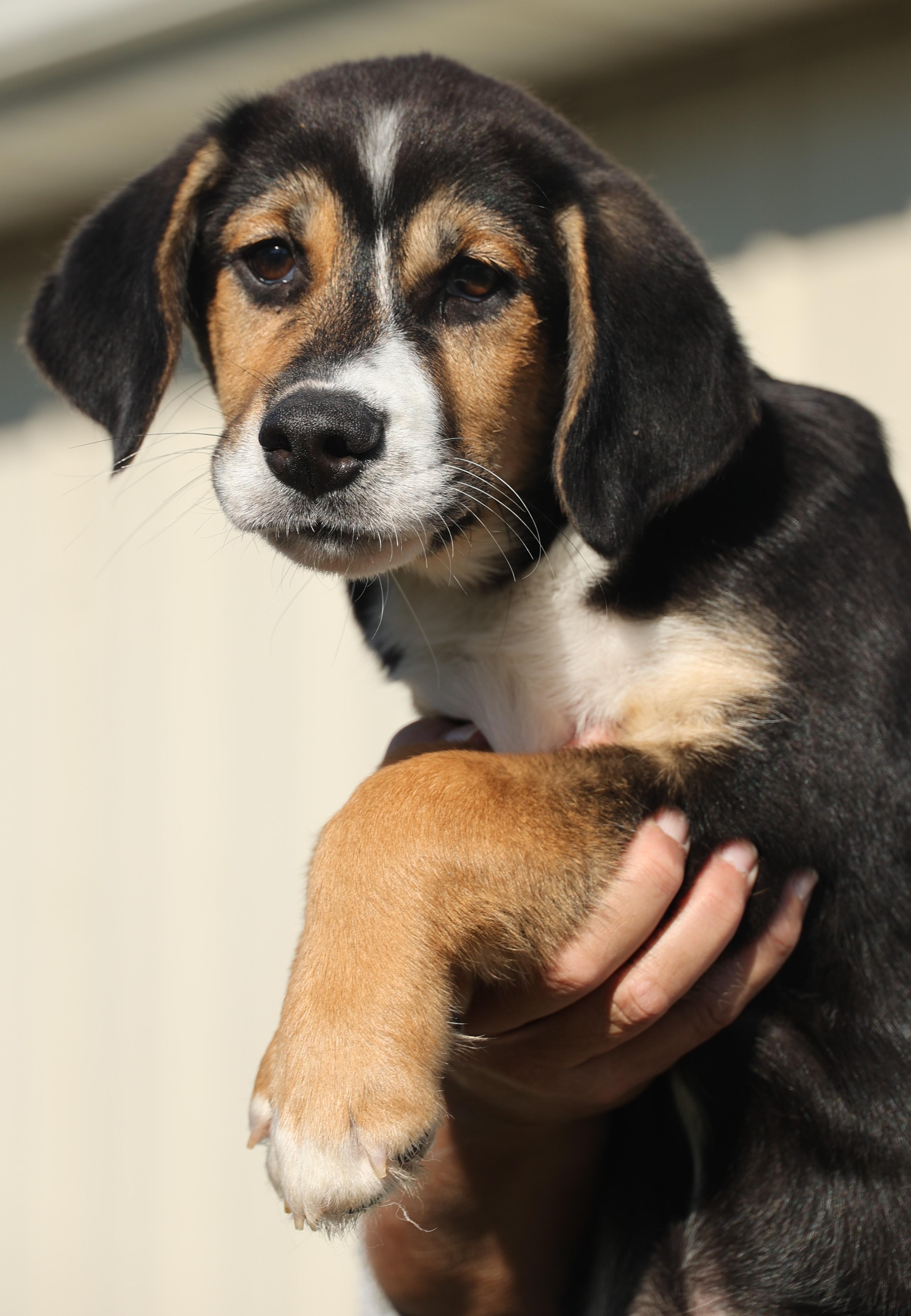 Ollie-Available! www.lhar.dog to apply!