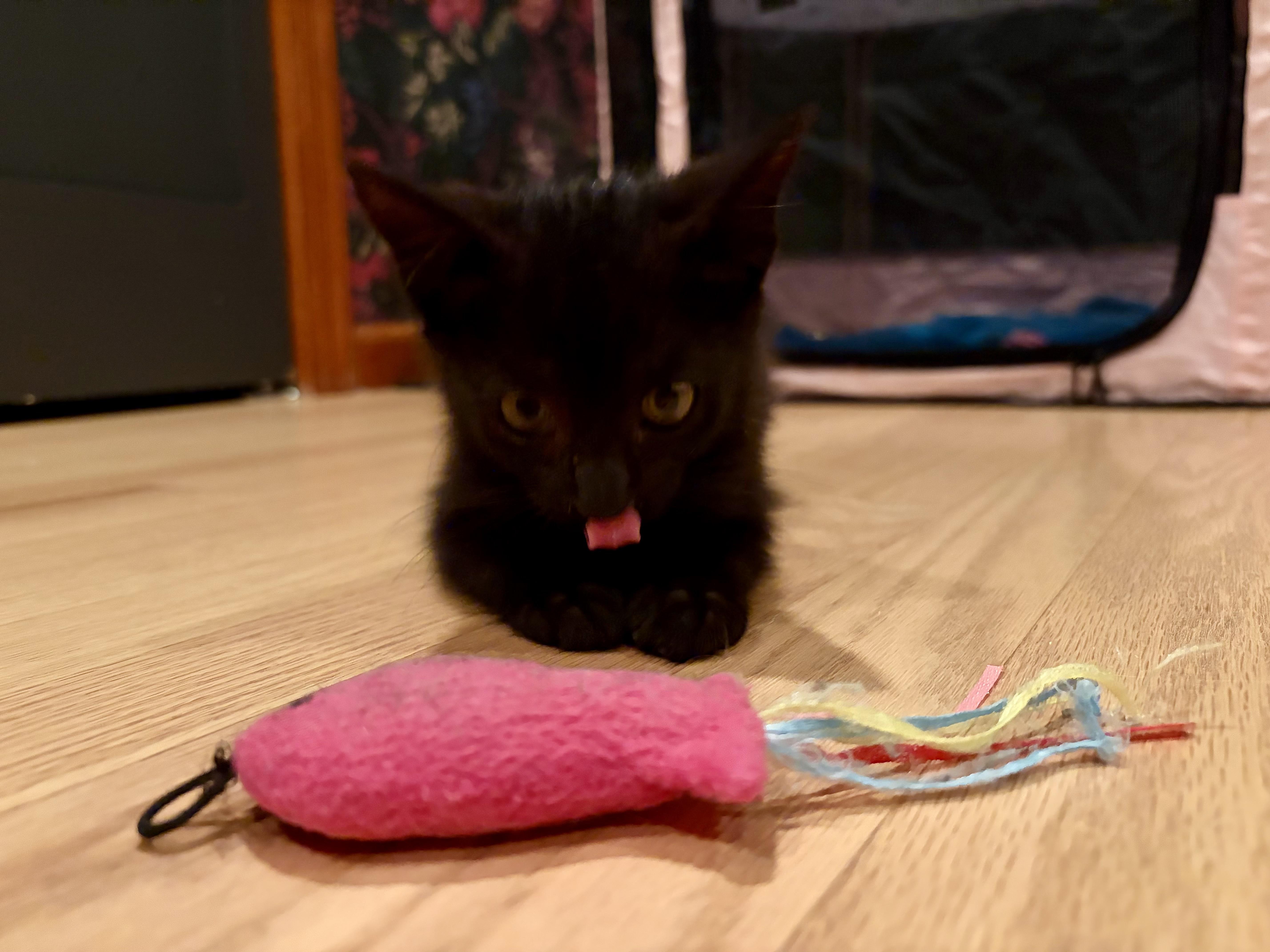 Enlarge Kamala, a Adoptable Domestic Short Hair in Jersey City, NJ image 1/6