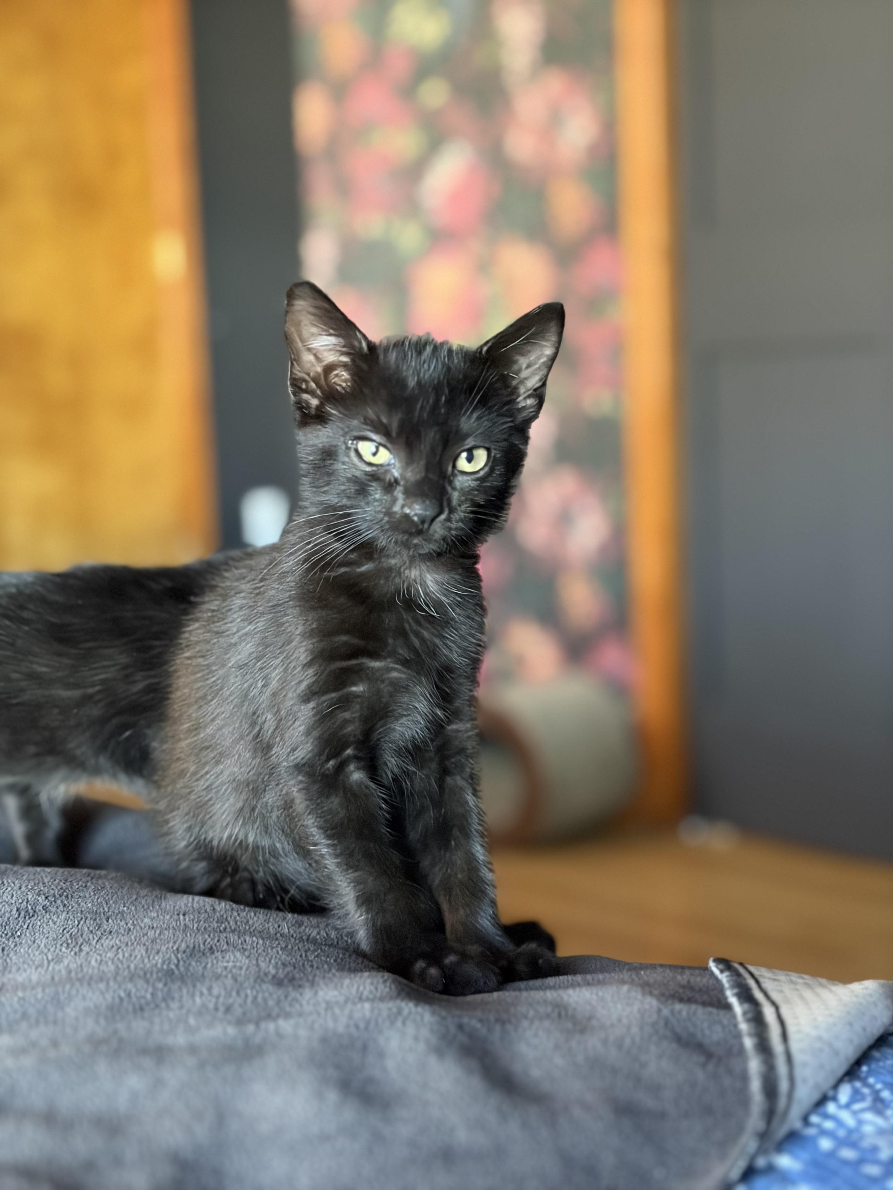 Kamala, a Adoptable Domestic Short Hair in Jersey City, NJ image 3/6