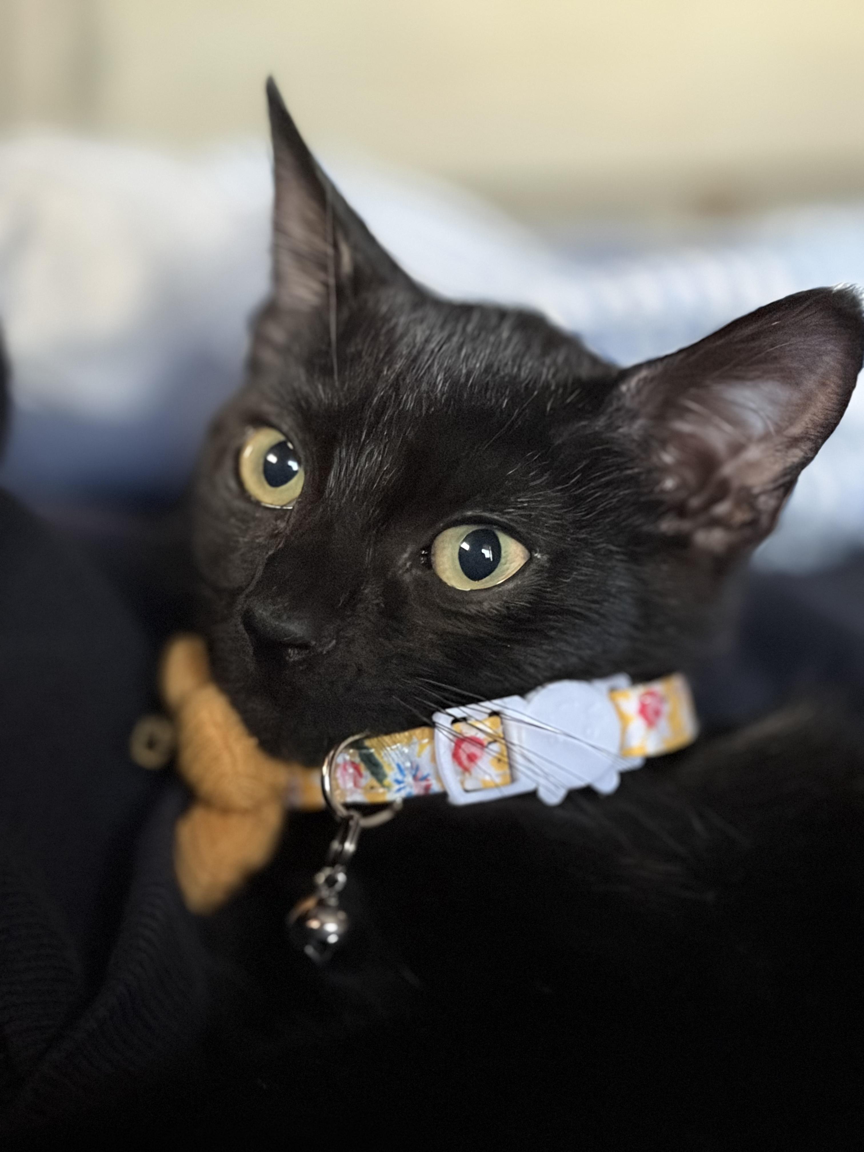 Kamala, a Adoptable Domestic Short Hair in Jersey City, NJ image 4/6