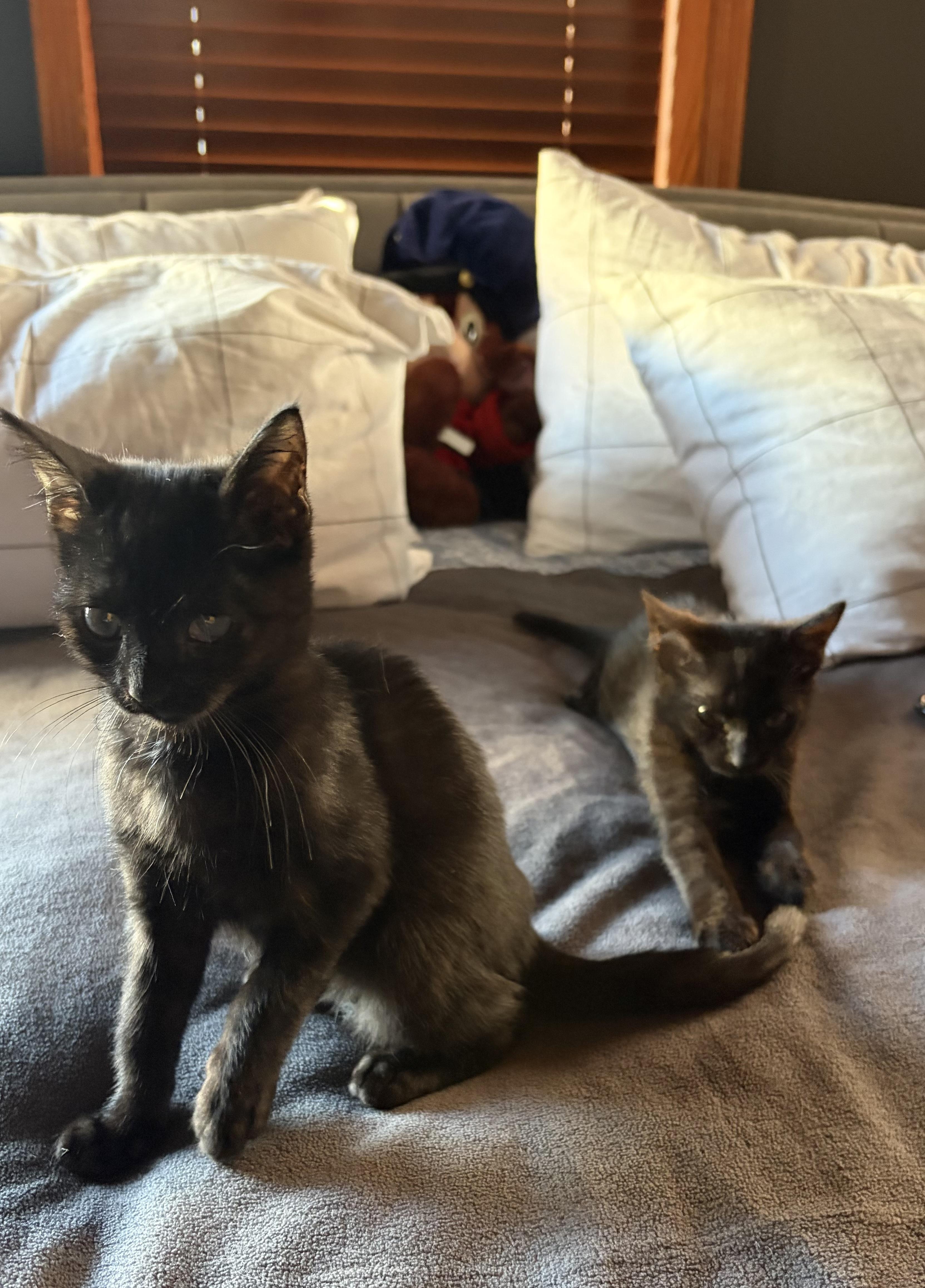 Kamala, a Adoptable Domestic Short Hair in Jersey City, NJ image 4/6