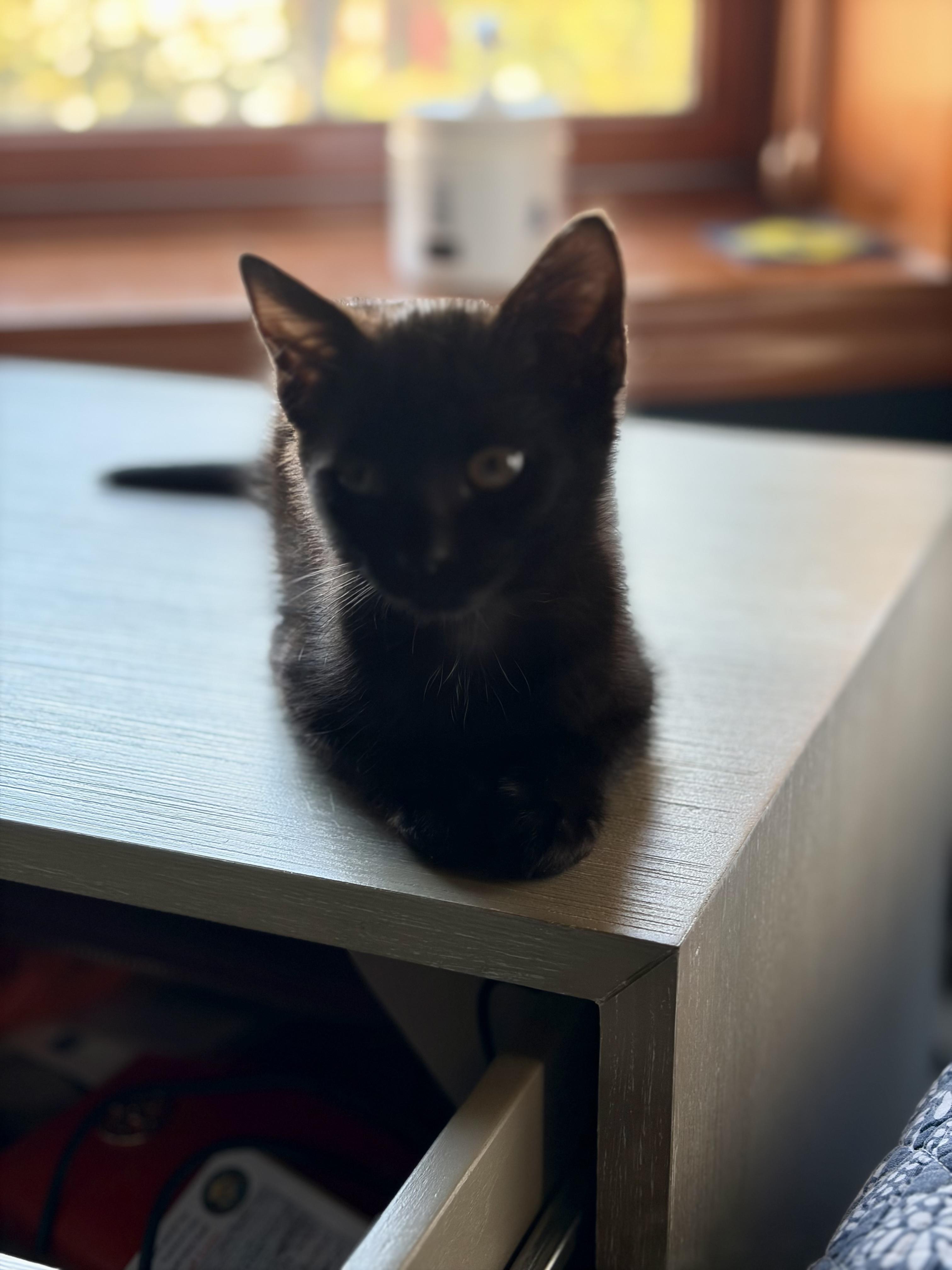 Kamala, a Adoptable Domestic Short Hair in Jersey City, NJ image 5/6