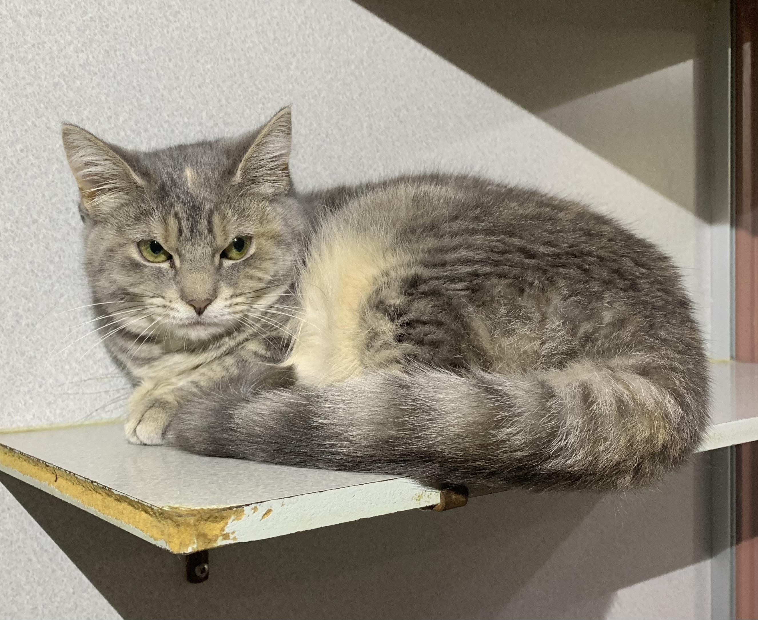 Enlarge Princess, a ADOPTABLE mixed breed in Massena, NY image 2/2