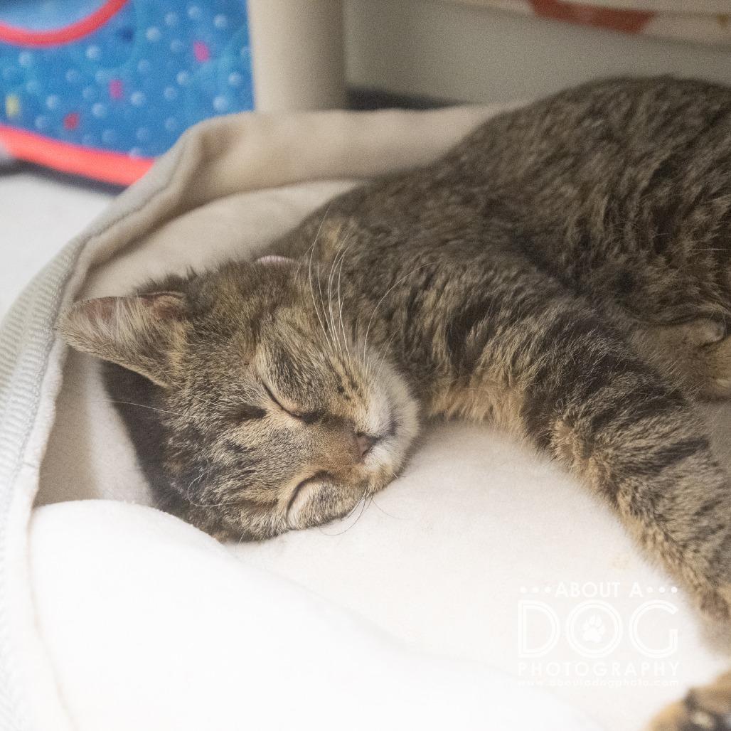 Tina, Adoptable, Young Female Domestic Short Hair.