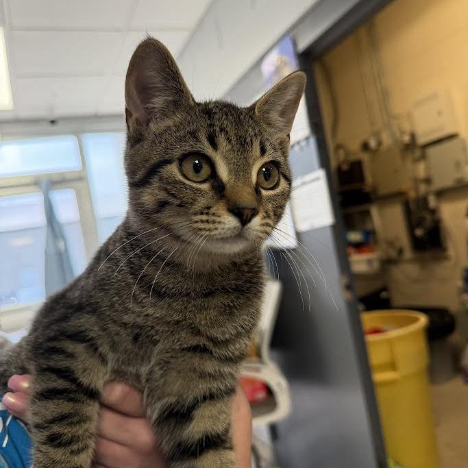 chevron, Adoptable, Kitten Male Domestic Short Hair.