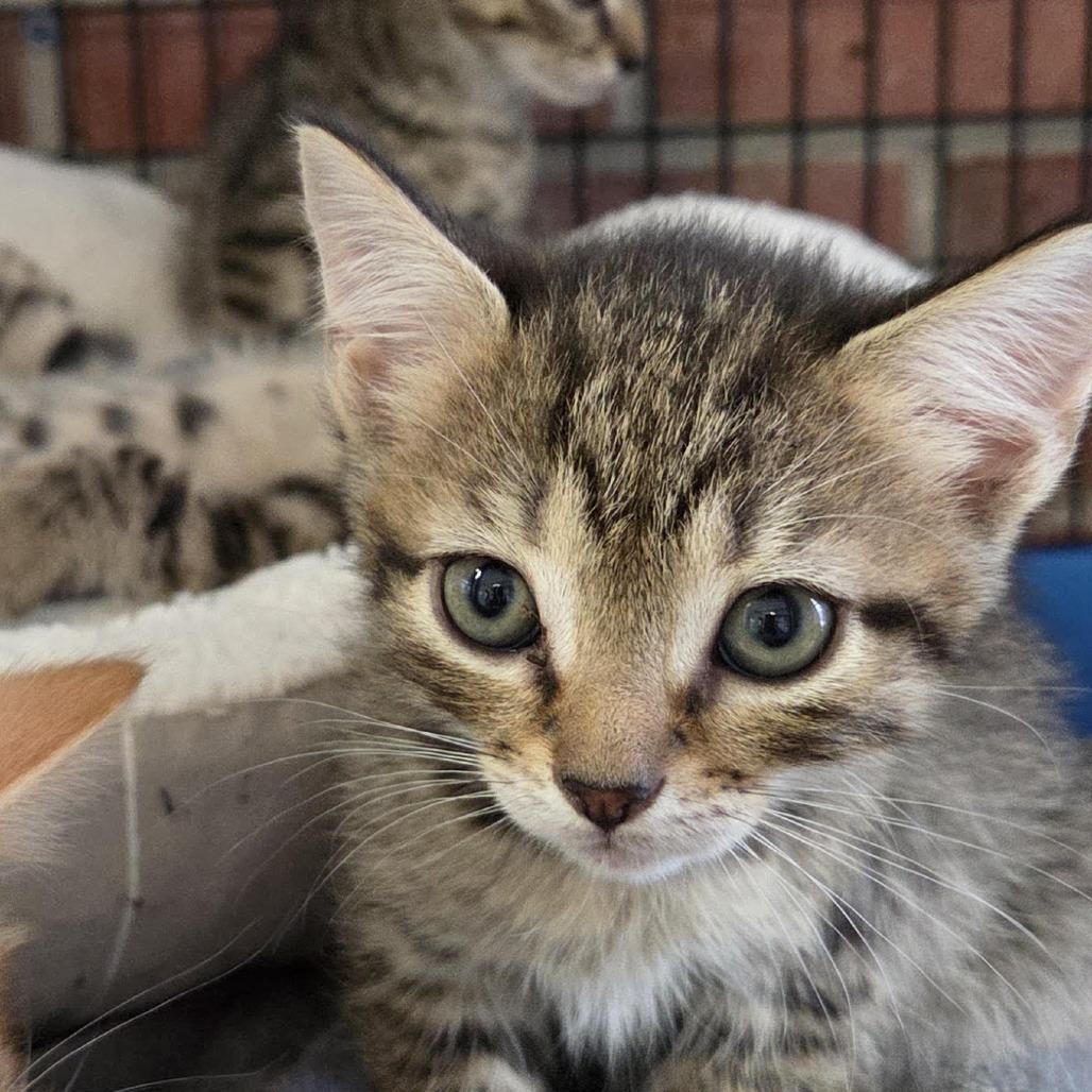 Enlarge chevron, a Adoptable Domestic Short Hair in Camden, DE image 2/2