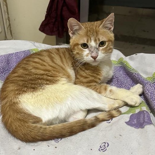 Enlarge Simba Sal, a Adoptable mixed breed in Brampton, ON image 1/3