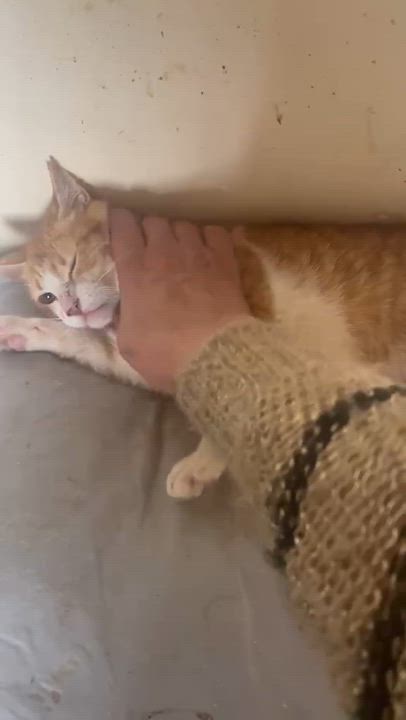 Enlarge Simba Sal, a Adoptable mixed breed in Brampton, ON video 3/3