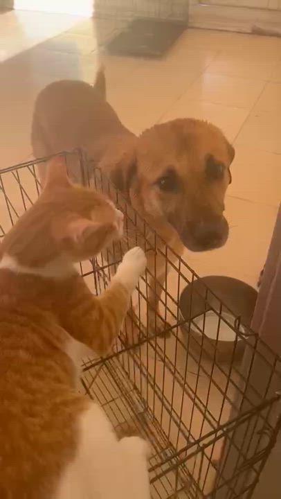 Enlarge Simba Sal, a Adoptable mixed breed in Brampton, ON video 2/3