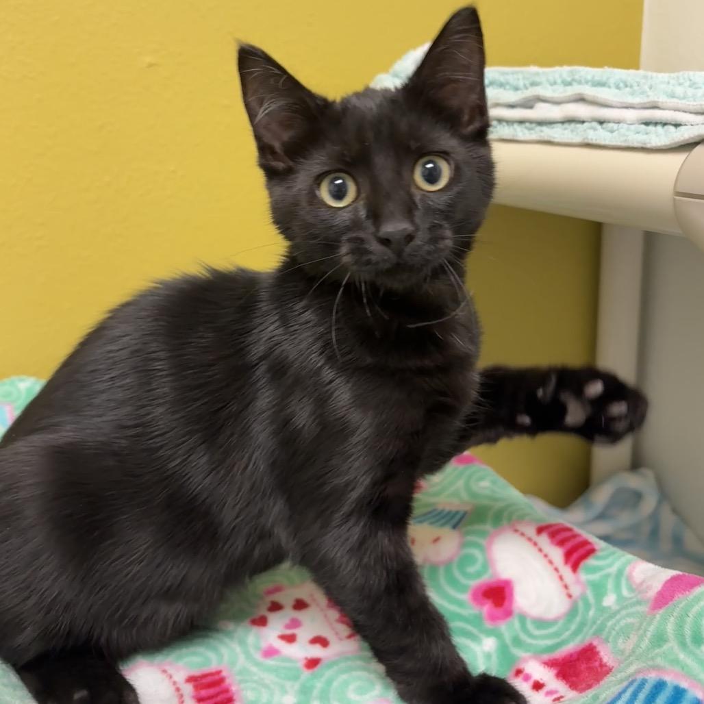 Scrambled Eggs, Adoptable, Kitten Male Domestic Short Hair.