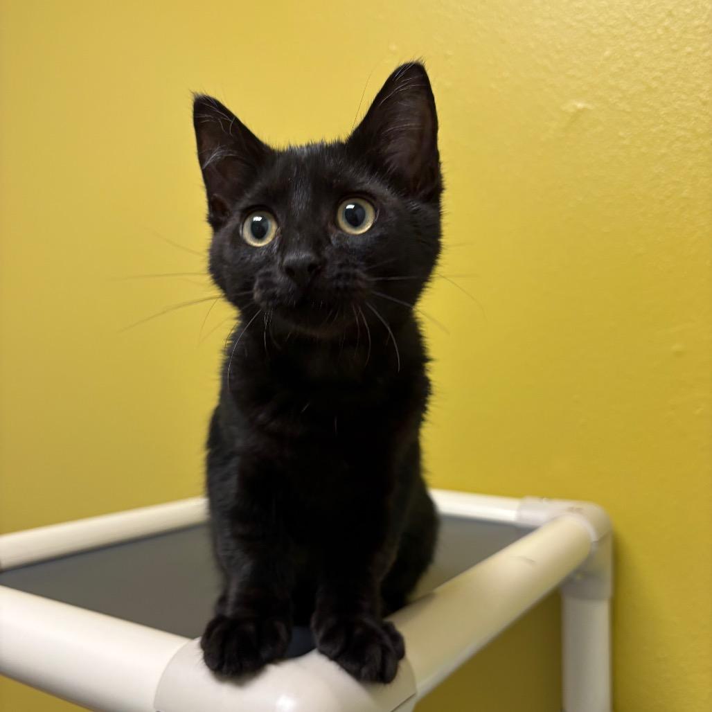 Scrambled Eggs, a Adoptable Domestic Short Hair in Keizer, OR image 2/4