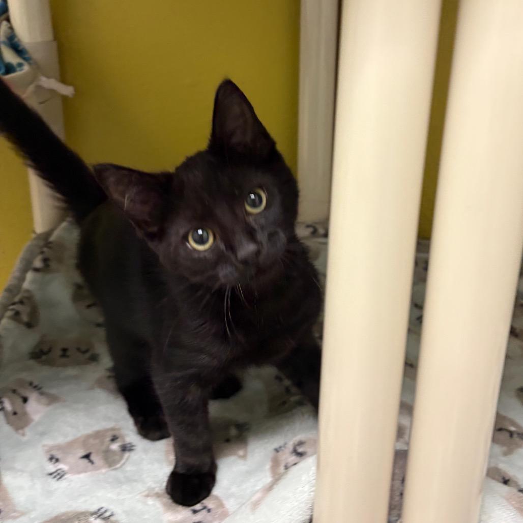 Scrambled Eggs, a Adoptable Domestic Short Hair in Keizer, OR image 3/4