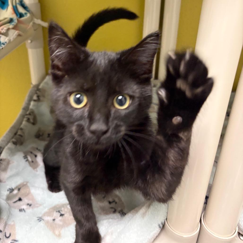 Scrambled Eggs, a Adoptable Domestic Short Hair in Keizer, OR image 4/4