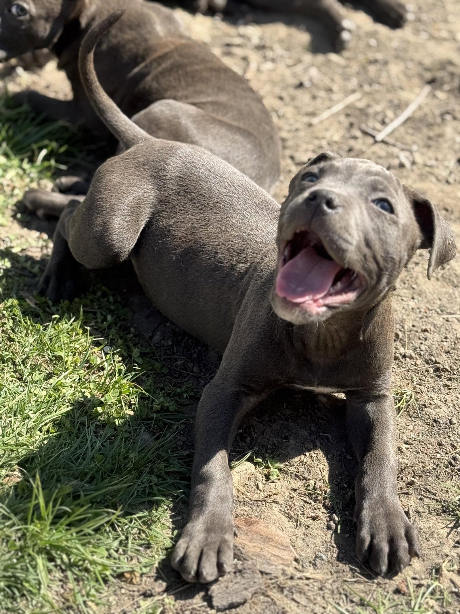 Enlarge Mila, a Adoptable Pit Bull Terrier in Fenton, MO image 1/3