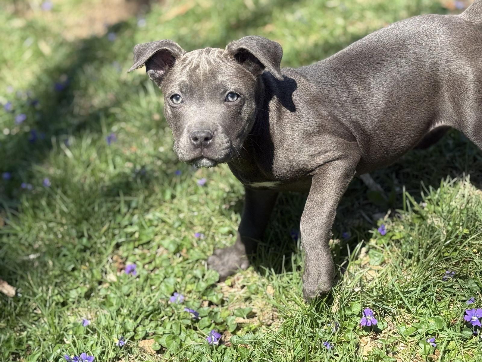 Enlarge Mila, a Adoptable Pit Bull Terrier in Fenton, MO image 2/3